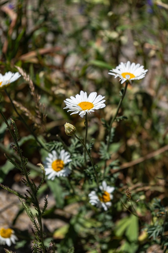 daisy flowers in a meadow