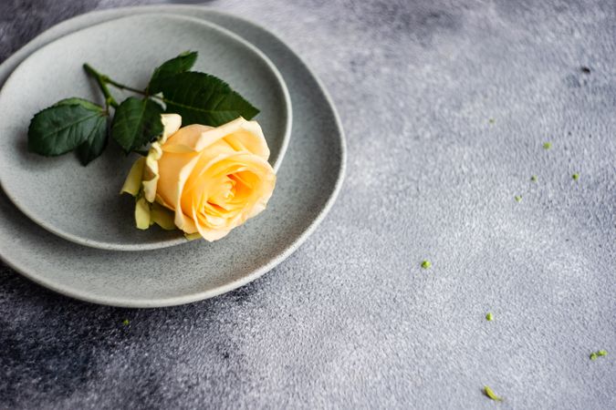 Yellow rose on grey plates