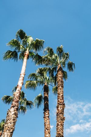 High palms under sky