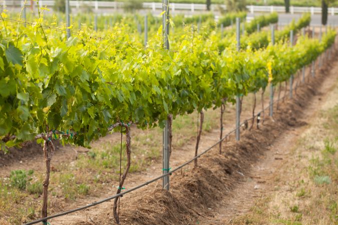 Beautiful Lush Grape Vineyard in The Morning Sun and Mist