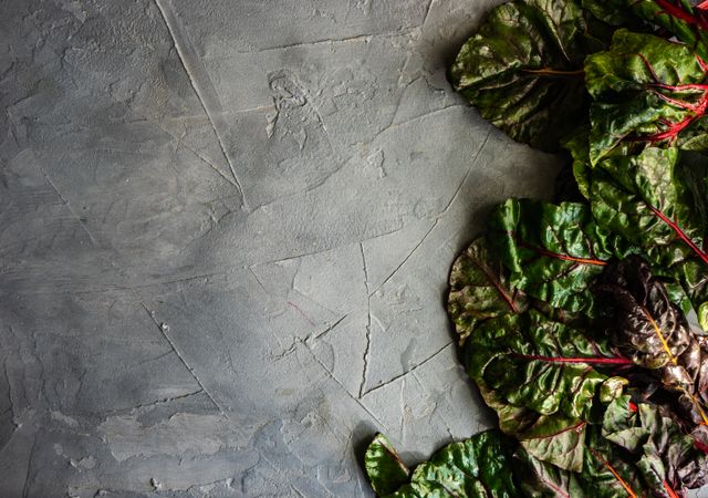 Organic food concept of fresh spinach leaves on grey counter with copy space
