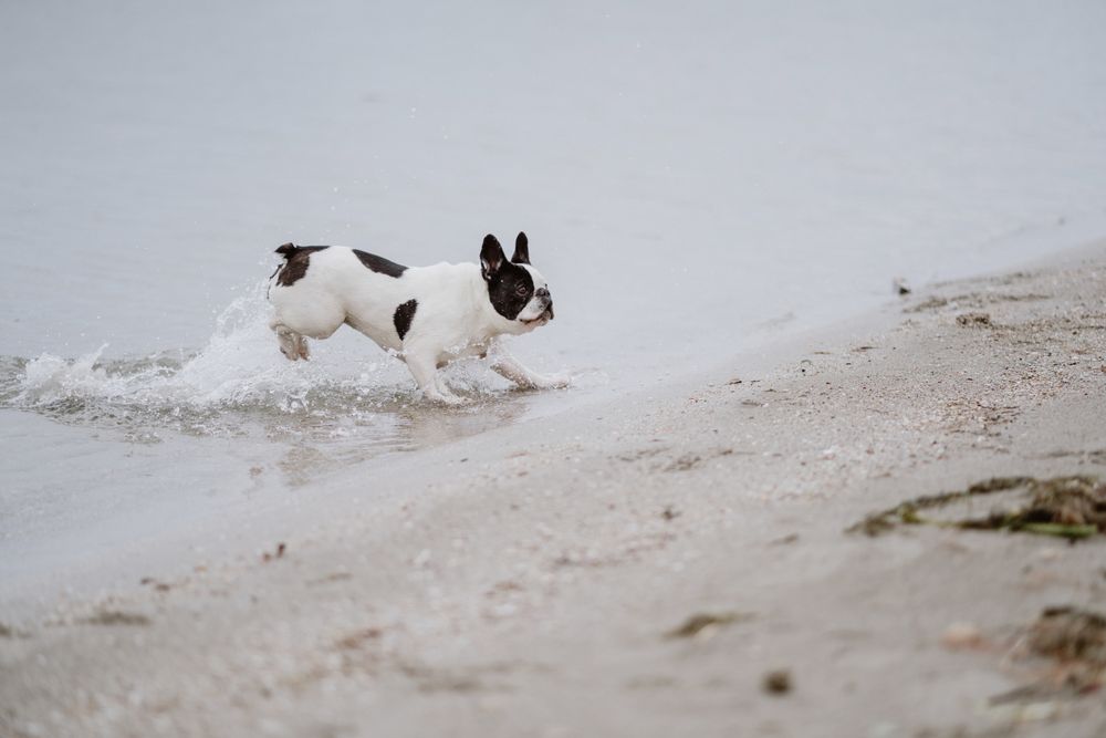 Dog running on beach near sea