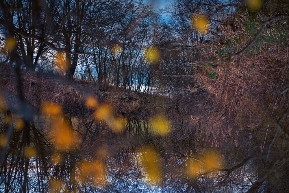 Forest in the fall with yellow leaves in the foreground
