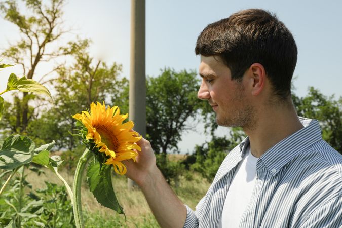 Happy farmer looking on sunflower. Sunflower harvest
