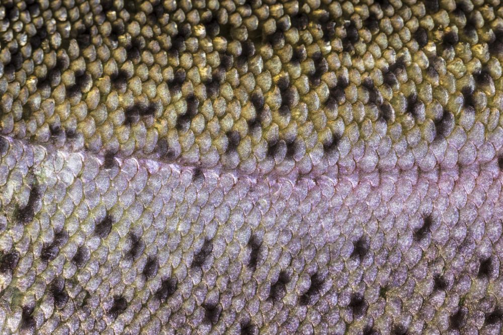 Healthy fish skin