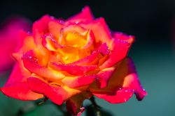 Blooming bright flowers in a garden