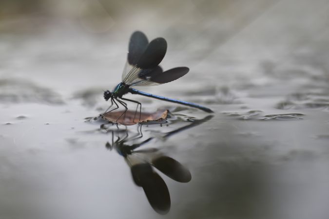 Dragon-fly on thin twig of plant