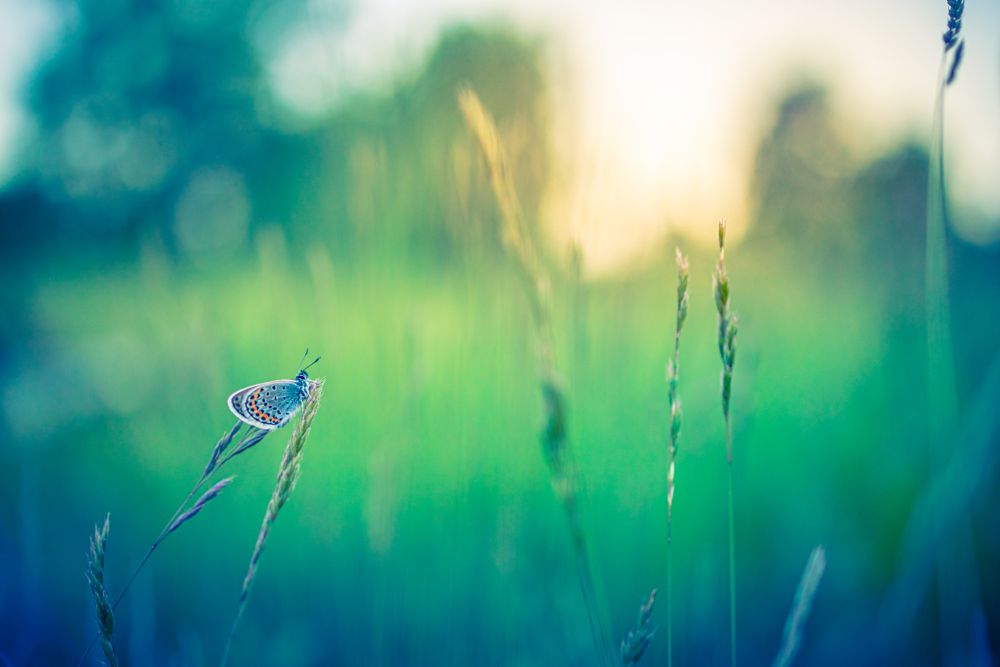 Moth in green field on tall blade of grass with the sun behind