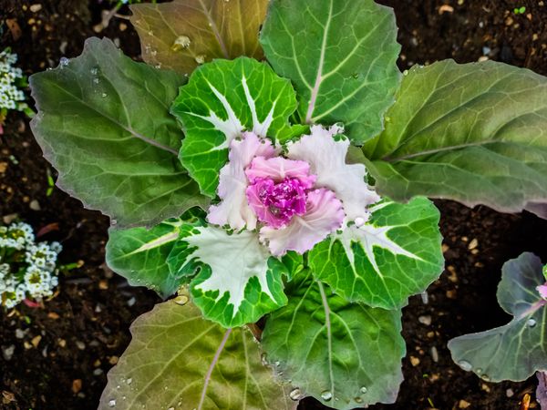 Vibrant ornamental cabbage with dewy leaves