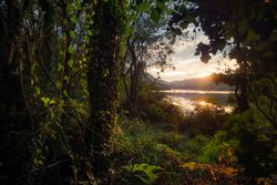 View of river and sunset sky through beautiful plants