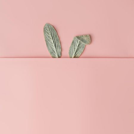 Bunny rabbit ears made of natural green leaves on pastel pink background