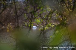 Swan in the pond shot through branches bDKa84