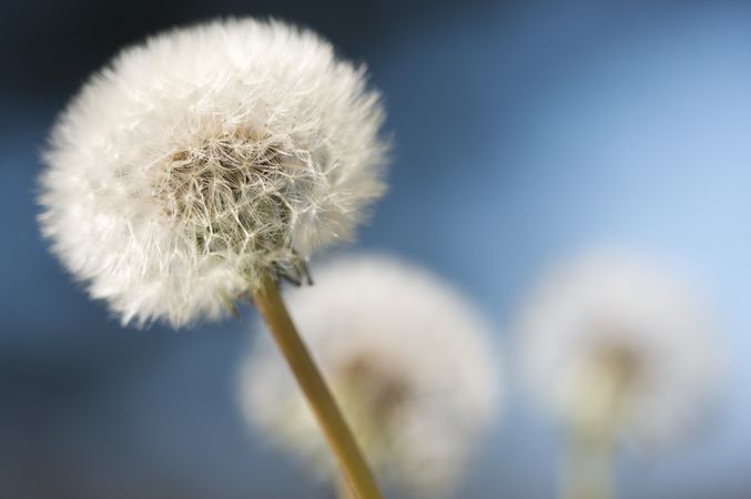 Row of Dandelions