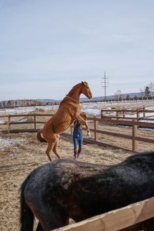Worker caring for brown horse in open yard