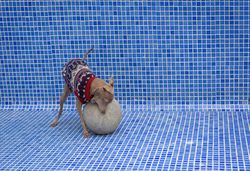Italian greyhound dog playing in the pool with a ball