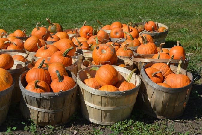 Baskets full of pumpkins on grass field in daylight