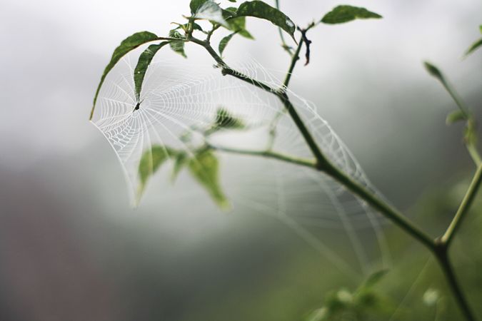 Delicate web on green branches