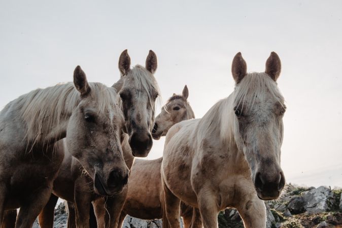 Funny horses on meadow