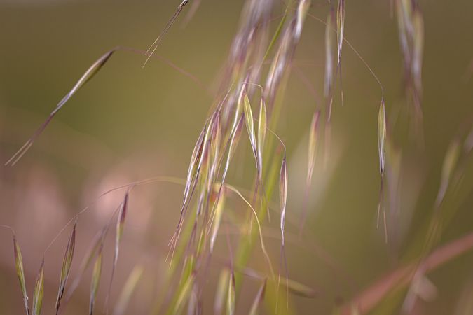 Close up of pieces of foxtail plant falling