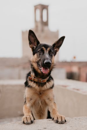 brown german shepherd standing on fence on street pavement