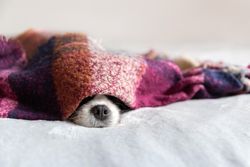 Cavalier spaniel hiding under purple blanket