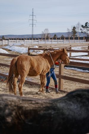Worker caring for brown horse in open yard