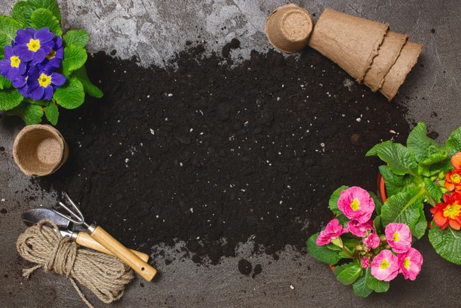 Top view of home gardening scene with flowers, pots and soil with copy space