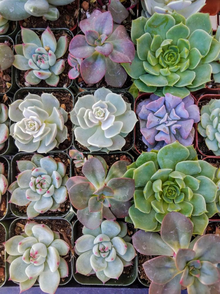 Succulents in pots shot overhead