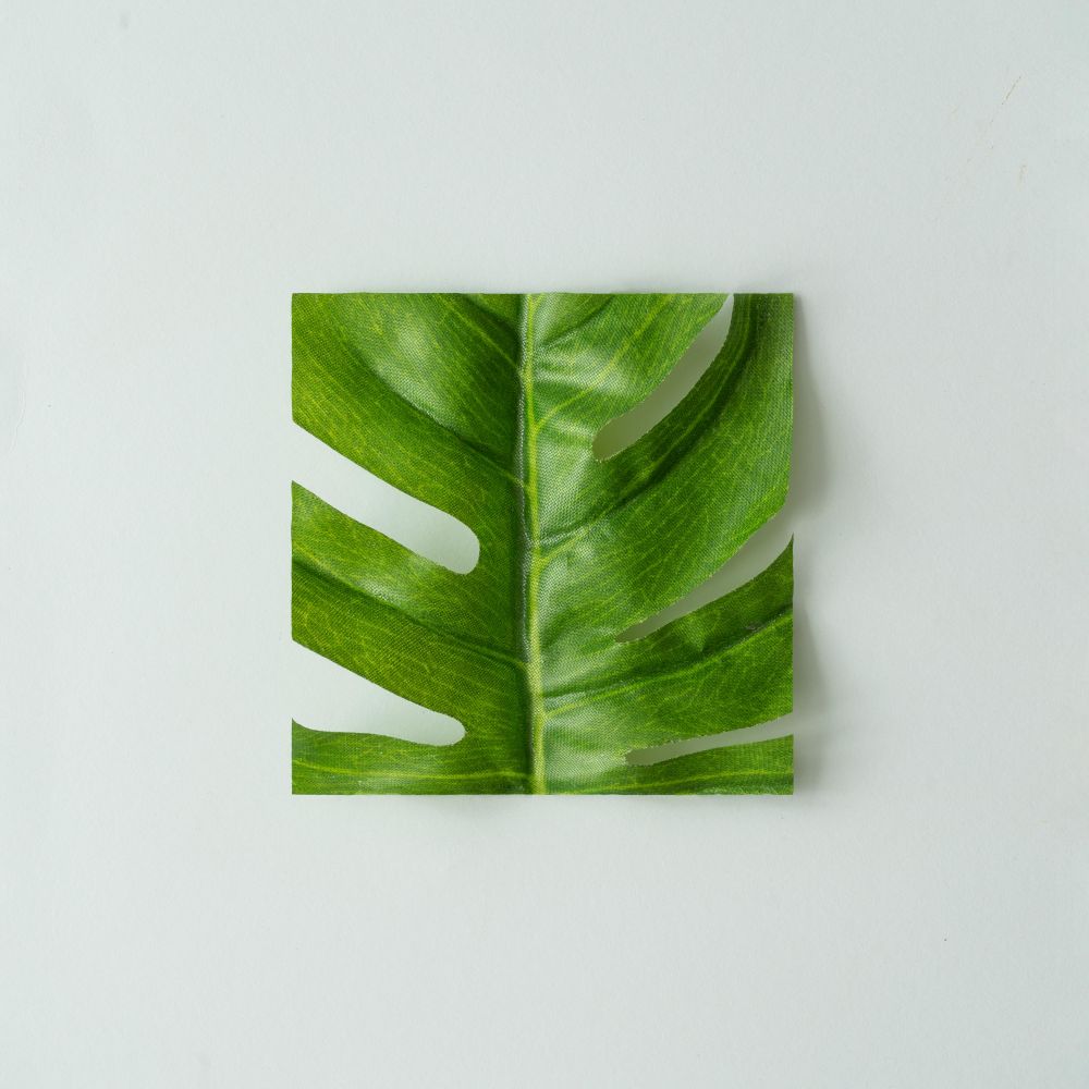 Cut out monstera leaf on pastel gray background