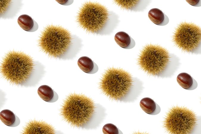 Sweet Chestnut and husk pattern background