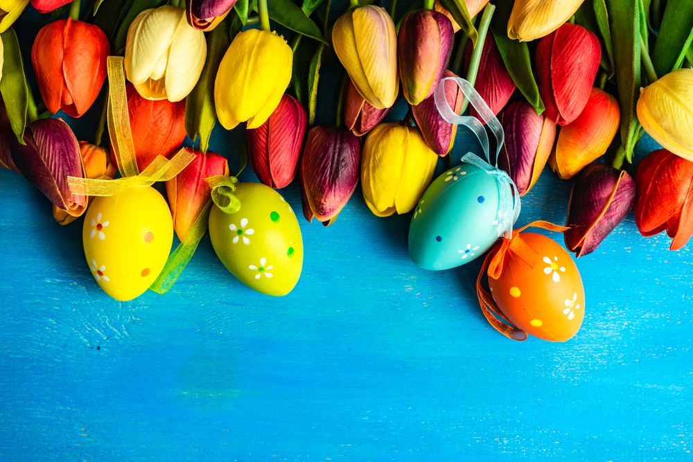 Flat lay of tulip flowers and pastel eggs on blue counter for spring