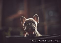 Portrait of cute French bulldog bEP6A4