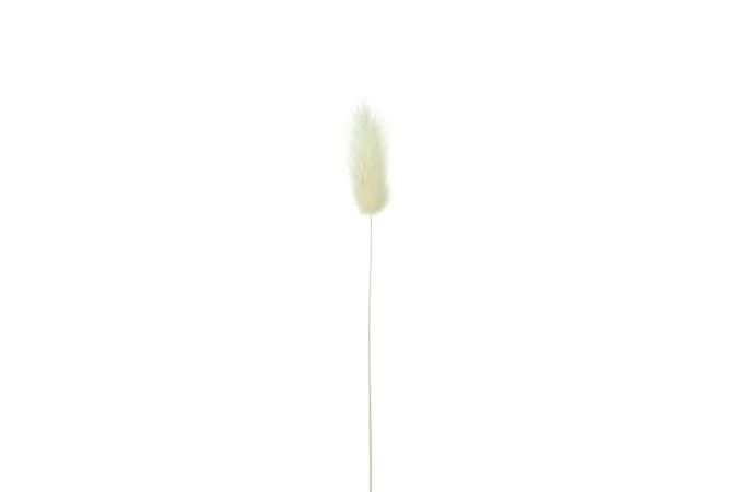Single willow in blank studio shoot