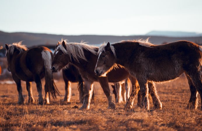 Wild horses pasturing on field near hills