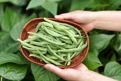 Hands holding basket of freshly harvested green beans ready to cook