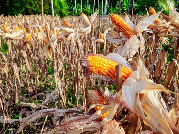 Corn Ready to Harvest for Poultry Feed in Indonesia