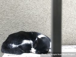 Tuxedo cat sleeping beside wall outdoor 0PW3gb