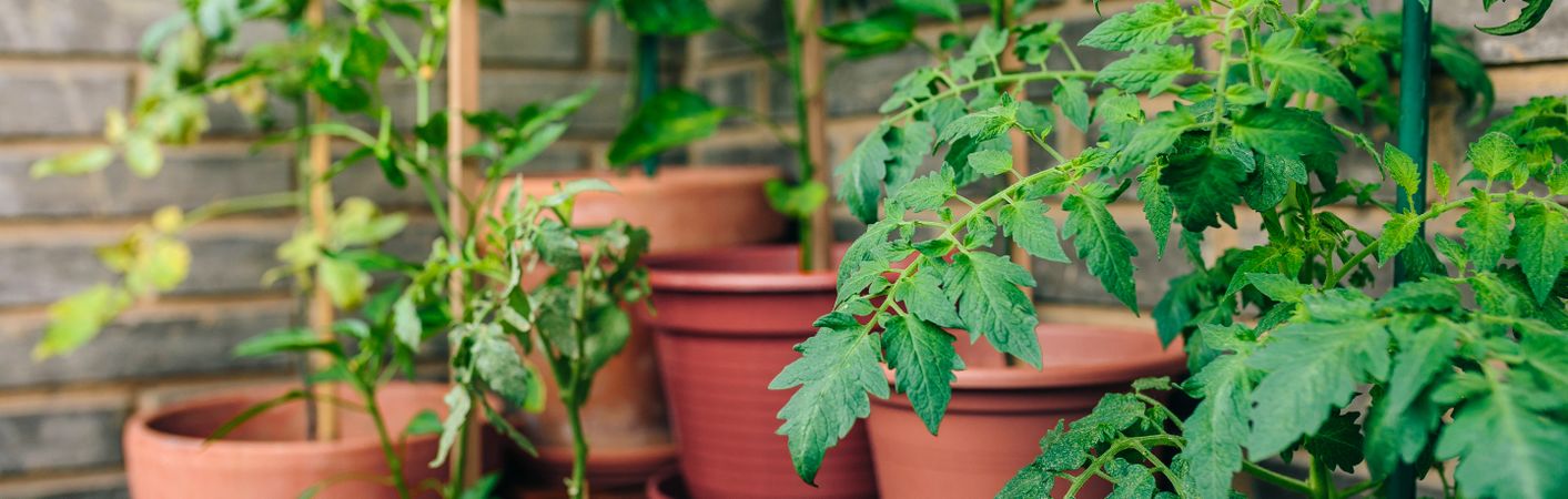 Tomato plant leaves growing on ceramic pots on a vegetable garden in balcony
