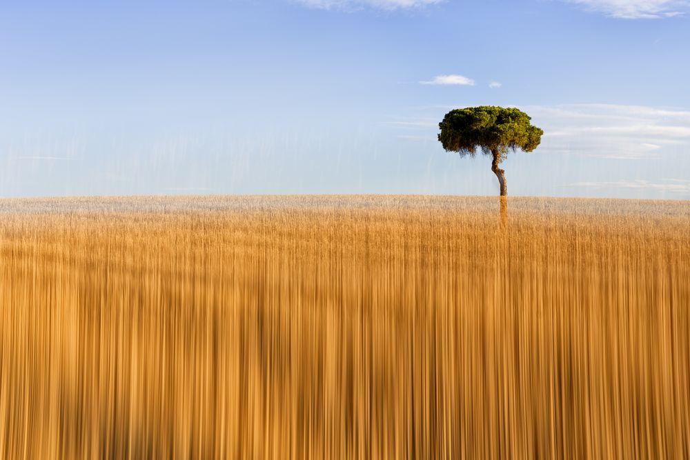 Beautiful trees in pictorialism nature