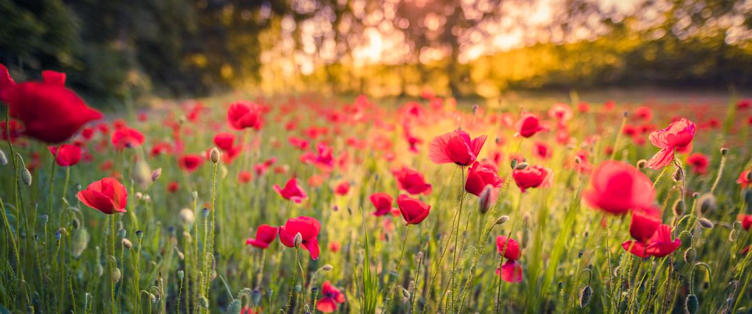 Red poppies in a field surrounded by trees, wide