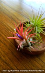 Air plants on wood table 5qN714