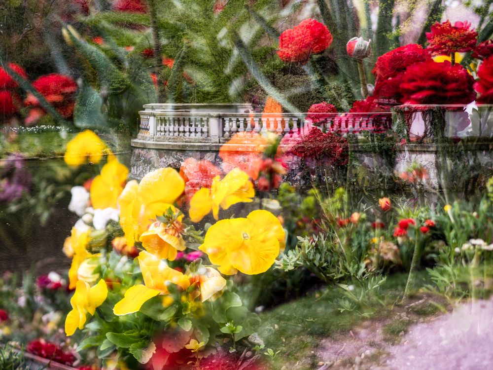 Blooming Orangerie park in Strasbourg. Magnolias, tulips, roses. Double exposure. Postcard.