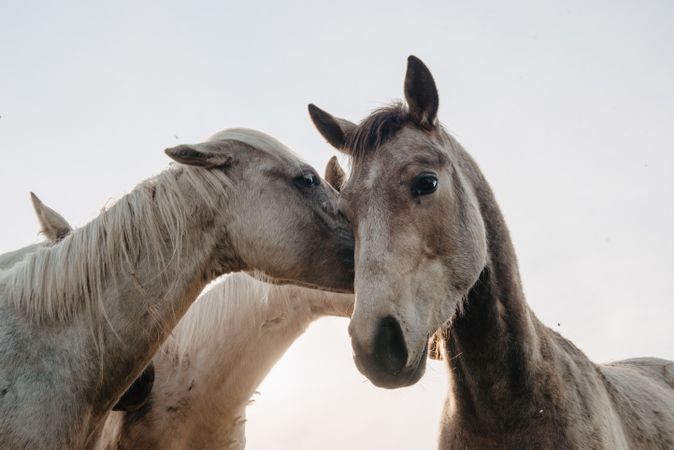 Funny horses on meadow