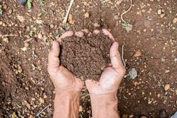 Hands holding soil in garden