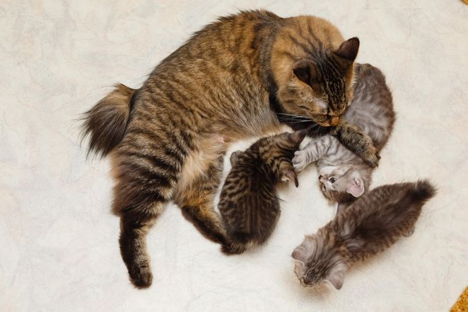 Mother tabby cat with her three babies