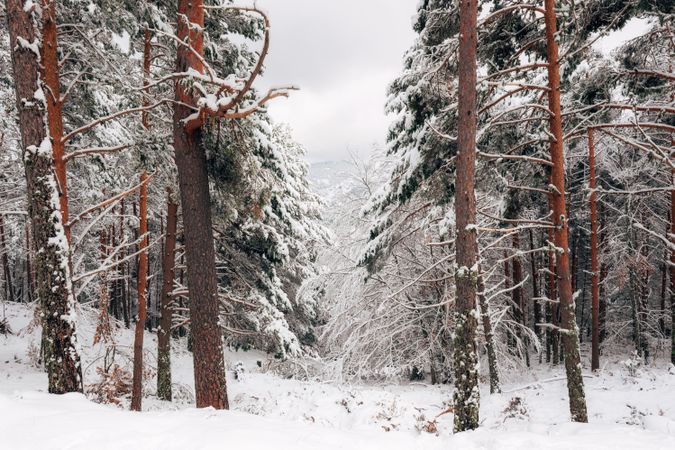 Winter forest with snowy trees