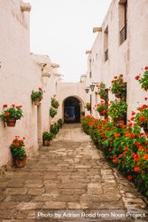Outside passageway between buildings with red flowers 5lLdv5