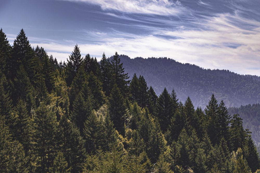 Beautiful rolling mountains full of lush green trees