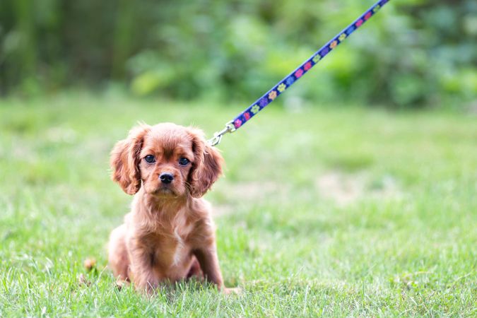 Cavalier spaniel sitting with leash on the grass
