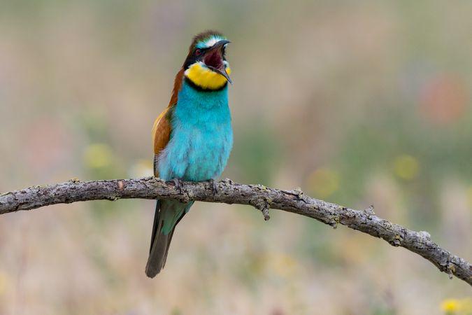 Bird standing on tree branch